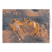 Sand Crab Cards (Front Horizontal)