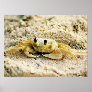 Sand Crab, Curacao, Caribbean islands, 24x18 Photo Poster