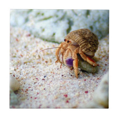 Sand Crab Curacao Caribbean islands Photo Ceramic Tile