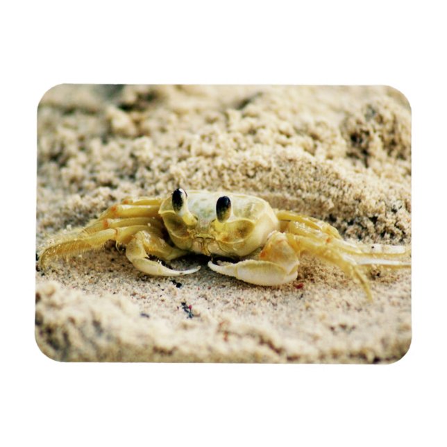 Sand Crab, Curacao, Caribbean islands, Photo Magnet (Horizontal)