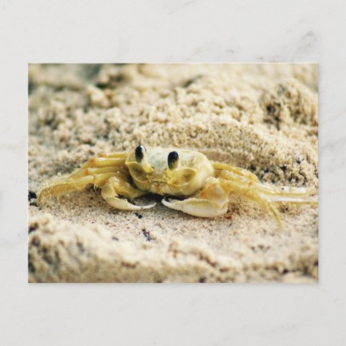 Sand Crab Curacao Caribbean islands Photo Postcard