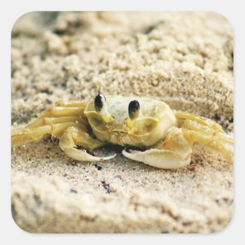 Sand Crab Curacao Caribbean islands Photo Square Sticker