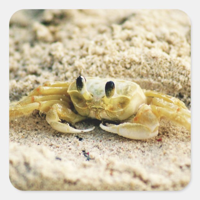 Sand Crab, Curacao, Caribbean islands, Photo Square Sticker (Front)