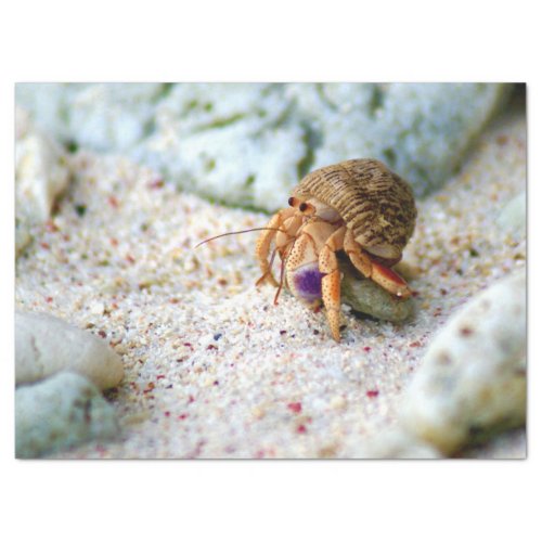 Sand Crab Curacao Caribbean islands Photo Tissue Paper