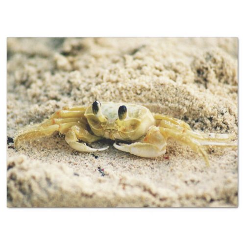 Sand Crab Curacao Caribbean islands Photo Tissue Paper