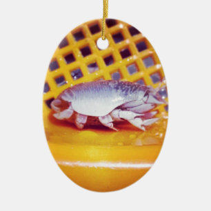 Sand Crabs (Photography) Ceramic Ornament