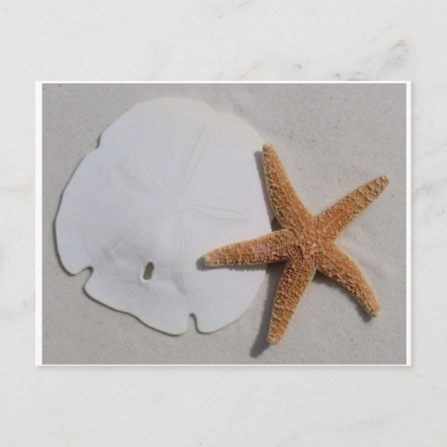 Sand dollar and starfish postcard (Front)