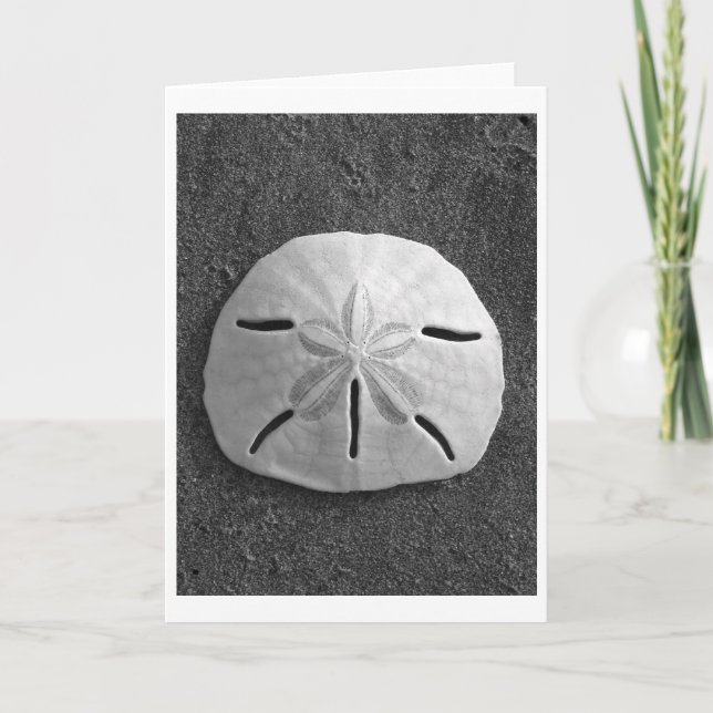 Sand Dollar (Black and White) Card (Front)