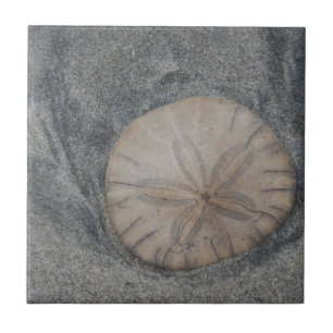 sand dollar ceramic tile