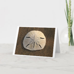 Sand Dollar (Color) Card