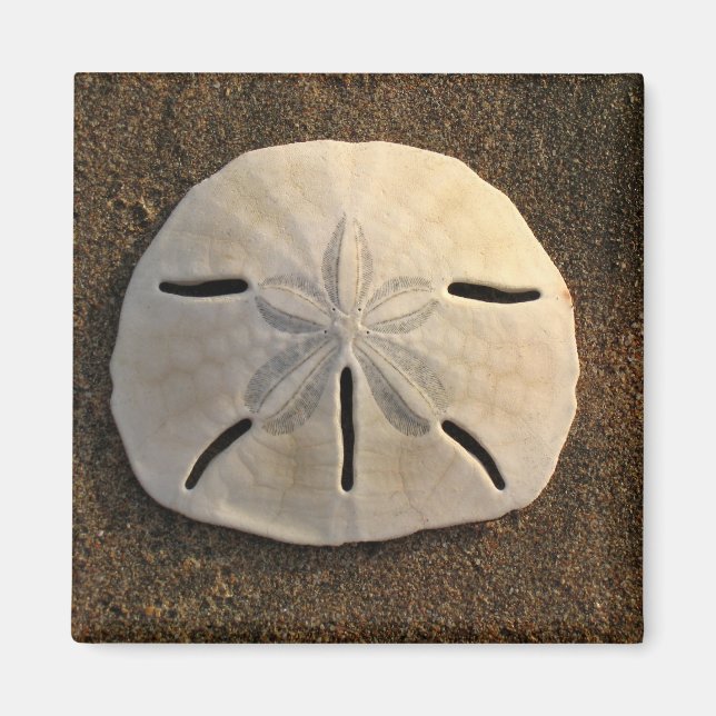 Sand Dollar (Color) Magnet (Front)