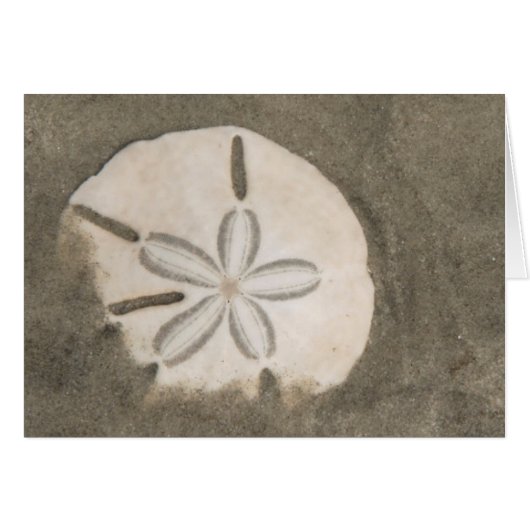 Sand dollar (Echinarachnius parma) Cards (Front Horizontal)