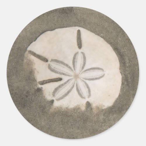 Sand dollar Echinarachnius parma Classic Round Sticker