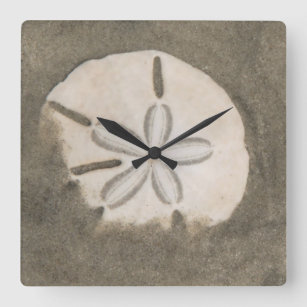 sand dollar (Echinarachnius parma) Square Wall Clock