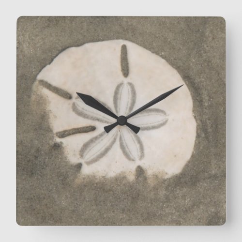 sand dollar Echinarachnius parma Square Wall Clock