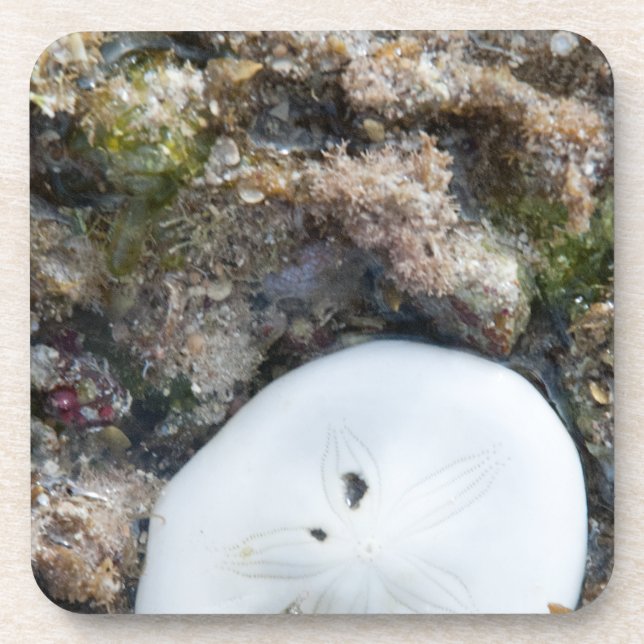 Sand Dollar in a Fiji Reef at Low Tide Beverage Coaster (Front)
