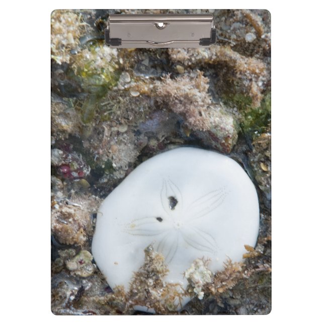Sand Dollar in a Fiji Reef at Low Tide Clipboard (Front)