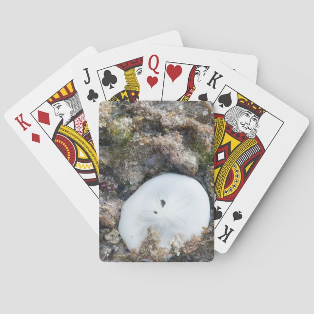 Sand Dollar in the Fiji Reef at Low Tide Poker Cards (Back)