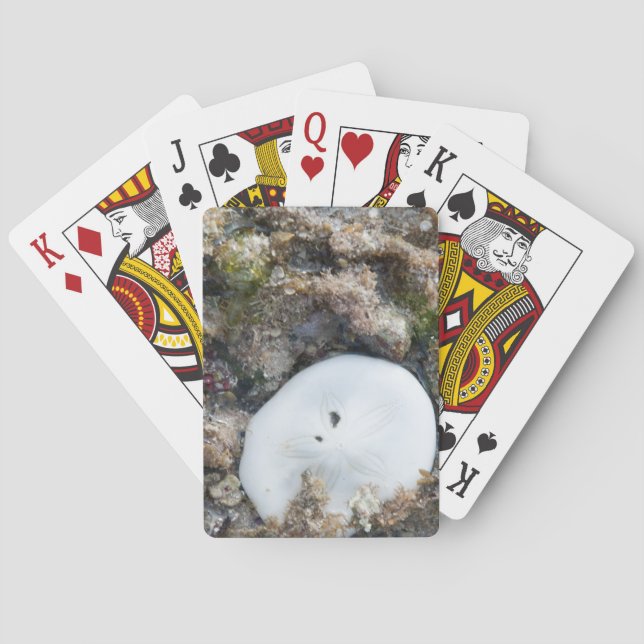 Sand Dollar in the Fiji Reef at Low Tide Poker Cards (Back)