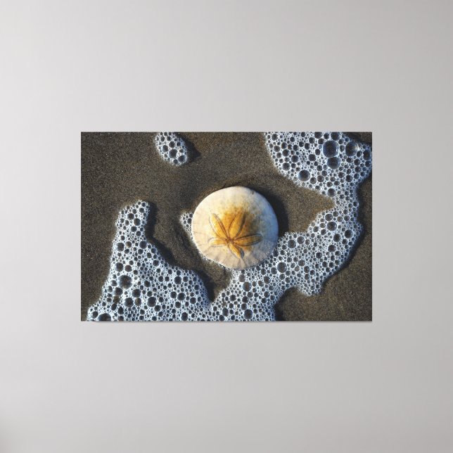 Sand Dollar in the Surf Beach Canvas Art Photo (Front)