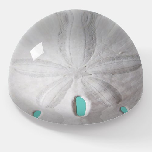 Sand dollar ocean beach white turquoise  paperweight