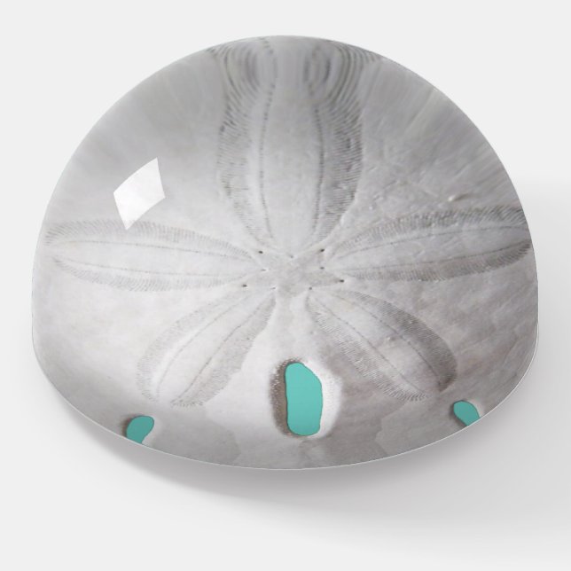 Sand dollar ocean beach white turquoise  paperweight (Angled)