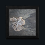 Sand dollar on sand jewelry box<br><div class="desc">Connie Bransilver / DanitaDelimont.com | Central America,  El Salvador | Central America,  El Salvador,  sand dollar on sand.</div>