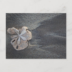 Sand dollar on sand postcard