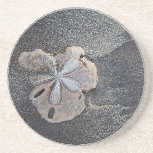 Sand dollar on sand sandstone coaster (Front)