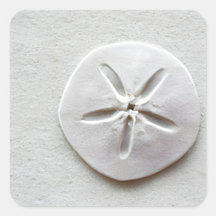 Sand Dollar on the Sandy Beach Square Sticker
