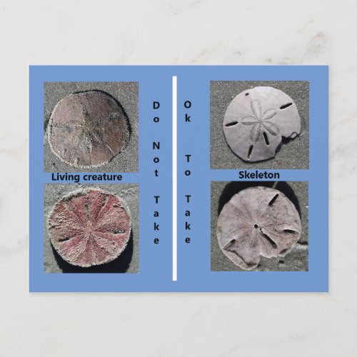 Sand dollar Postcard