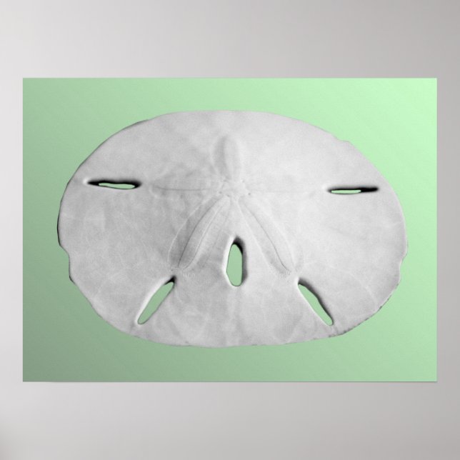 Sand Dollar Poster (Front)