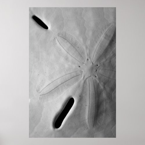 Sand Dollar Poster