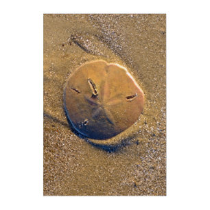 Sand Dollar Revealed On Beach   Hilton Head Island Acrylic Print