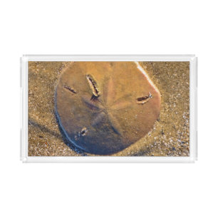 Sand Dollar Revealed On Beach Hilton Head Island Acrylic Tray