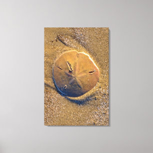 Sand Dollar Revealed On Beach   Hilton Head Island Canvas Print