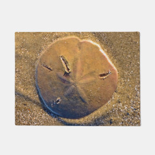 Sand Dollar Revealed On Beach Hilton Head Island Doormat