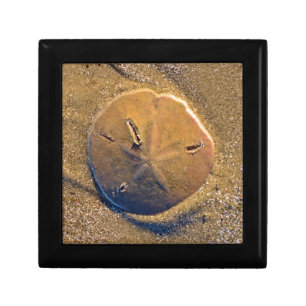 Sand Dollar Revealed On Beach   Hilton Head Island Keepsake Box