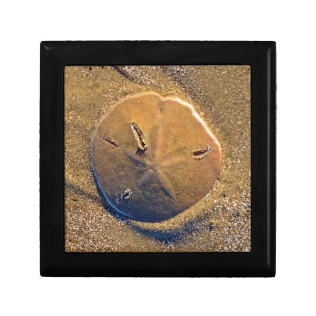 Sand Dollar Revealed On Beach | Hilton Head Island Keepsake Box (Front)