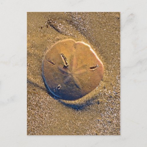 Sand Dollar Revealed On Beach  Hilton Head Island Postcard