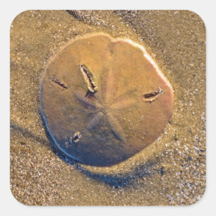 Sand Dollar Revealed On Beach   Hilton Head Island Square Sticker