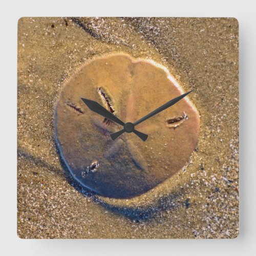 Sand Dollar Revealed On Beach  Hilton Head Island Square Wall Clock
