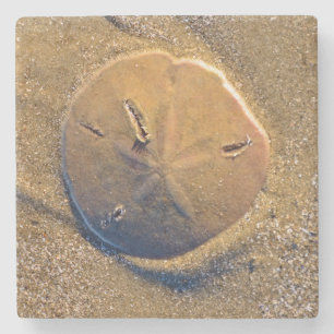Sand Dollar Revealed On Beach Hilton Head Island Stone Coaster