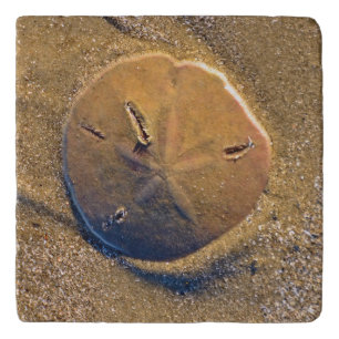 Sand Dollar Revealed On Beach Hilton Head Island Trivet