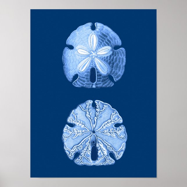 Sand Dollar Sea Life Print, Indigo Blue and White Poster (Front)