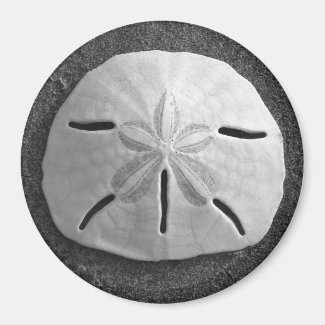Sand Dollar Sea Shell Beach Magnet