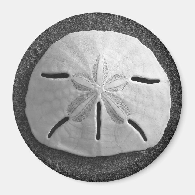 Sand Dollar Sea Shell Beach Magnet (Front)
