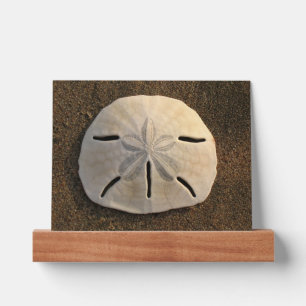 Sand Dollar Seashell Photo Art Print Picture Ledge