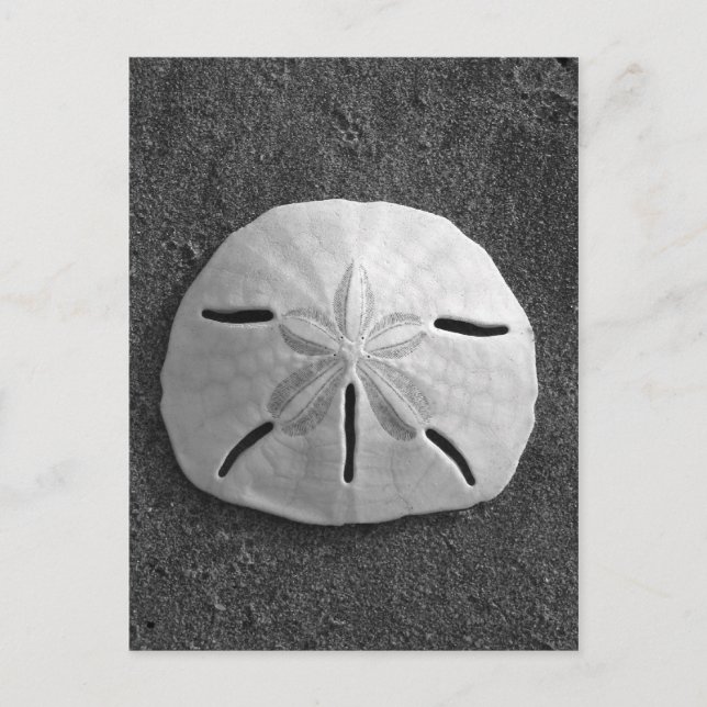 Sand Dollar Shell Beach Postcard (B&W Photo) (Front)