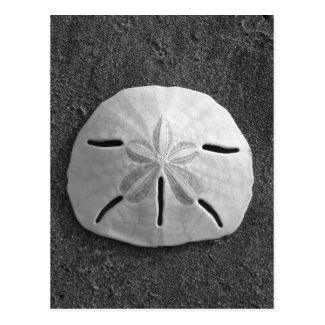 Sand Dollar Shell Beach Postcard (B&W Photo)
